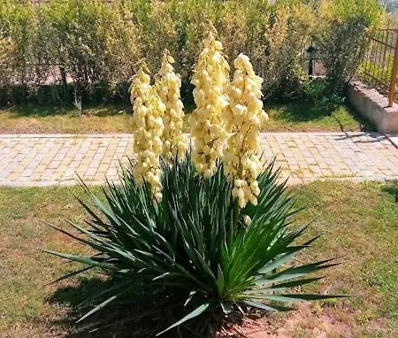 Apartment апартамент лана *